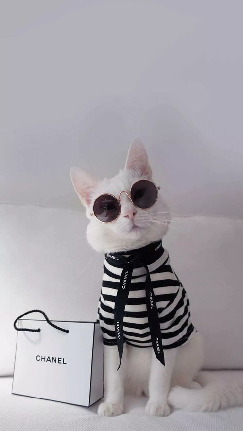 2024年苹果手机桌面照片小组件如何更换图片